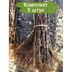 Саженцы подвоя М 106 - комплект 5 шт.