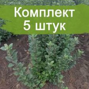 Подвой М9 - комплект 5 шт.