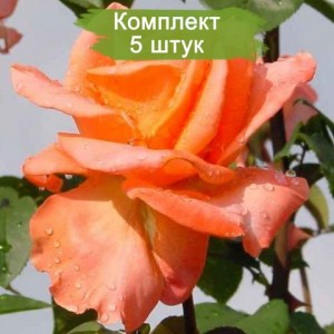 Саженцы чайно-гибридной розы Амбассадор (Ambassador) -  комплект 5 шт.
