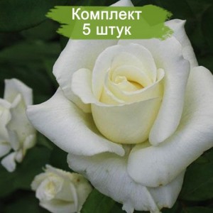 Саженцы чайно-гибридной розы Атена (Athena) -  комплект 5 шт.