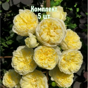 Саженцы розы Пилигрим (английские) - комплект 5 шт.