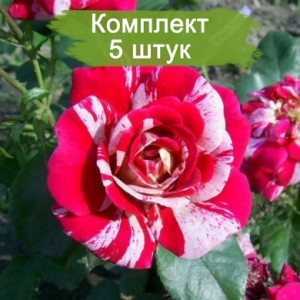 Саженцы плетистой розы Твист (Twist) -  комплект 5 шт.