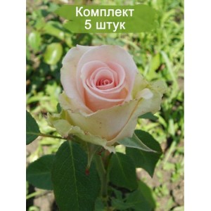 Саженцы чайно-гибридной розы Вивальди (Vivaldi) -  комплект 5 шт.
