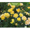 Саженцы почвопокровной розы Еллоу Фейри (Yellow Fairy) - комплект 5 шт.