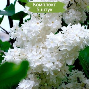 Сеянцы сирени белой Жанна Д`Арк - комплект 5 шт.