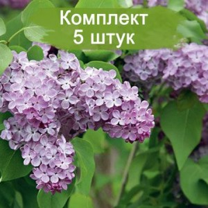 Сеянцы сирени Lavander Lady - комплект 5 шт.