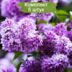 Сеянец сирени обыкновенной Сенсация - комплект 5 шт.