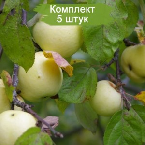Саженцы яблони Антоновка -  комплект 5 шт.