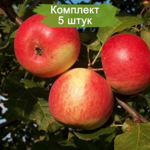 Саженцы яблони Память Мичурина -  комплект 5 шт.