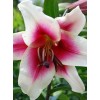 Луковица лилии Садовое удовольствие (Garden Pleasure) ОТ-гибрид