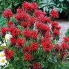 Cаженец монарды гибридной Кембридж Скарлет (Cambridge Scarlet )
