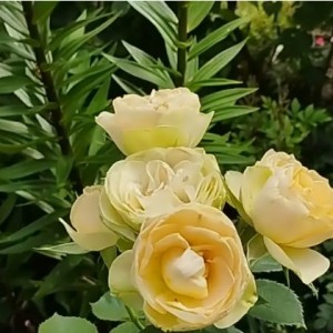 Саженец розы Шампань Рококо (флорибунда)