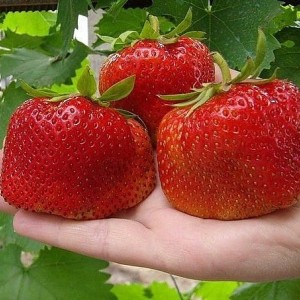 Саженец земляники Гигантелла (Средняя)