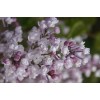Сеянец сирени Anabel