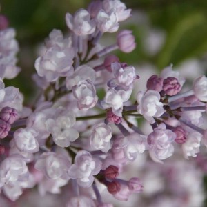 Сеянец сирени Anabel