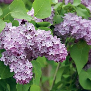Сеянец сирени Lavander Lady