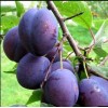 Саженец сливы Кабардинской ранней