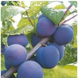 Саженец сливы Кромань