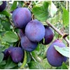 Саженец сливы Кубанской ранней