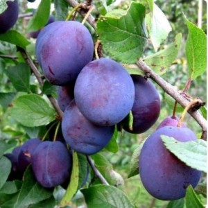 Саженец сливы Кубанской ранней
