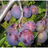 Саженец сливы Кубанский Карлик