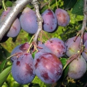 Саженец сливы Кубанский Карлик