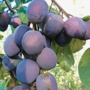 Саженец сливы Витебская поздняя