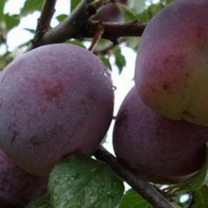 Саженец сливы Волгоградской