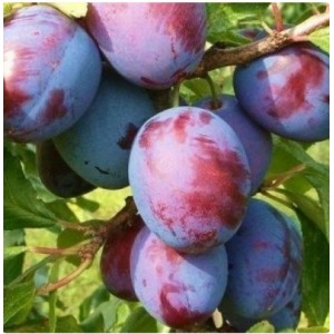 Саженец сливы Волжской красавицы