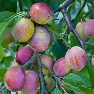Саженец сливы Занятной