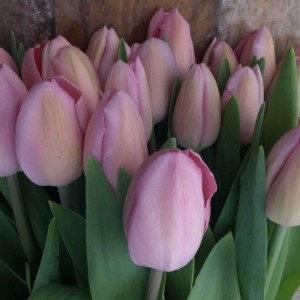 Срезка тюльпанов на 8 марта оптом Луковицы тюльпана Розали (Rosalie)