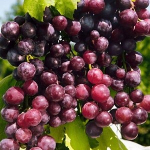 Саженец винограда Александр