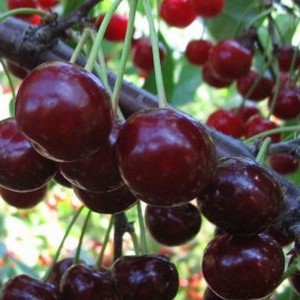 Саженец вишни Ливенской