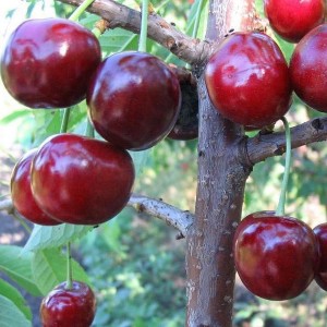 Саженец вишни Любимица