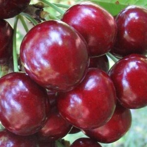Саженец вишни Радонеж