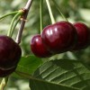 Саженец вишни Ровесница