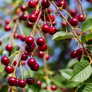 Саженец вишни Тургеневка