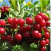 Саженец вишни войлочной Красавицы