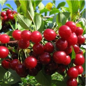 Саженец вишни войлочной Красавицы