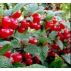 Саженец вишни войлочной Осенняя вировская