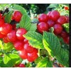 Саженец вишни войлочной Юбилейной