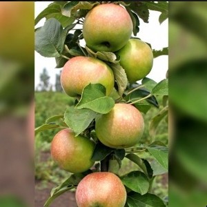Саженец яблони Янтарное Ожерелье (колоновидная)