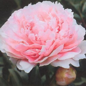 Саженец пиона Мис Ливингстоун Фаранд (Miss Livingston Farand )