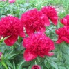 Саженец пиона Ред Чарм (Red Charm )
