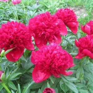 Саженец пиона Ред Чарм (Red Charm )